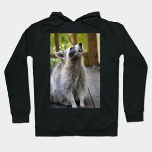 Charles Raccoon Print Hoodie